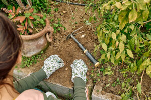 Hands of gardener wearing gardening gloves and planting flower bulbs in soil 
